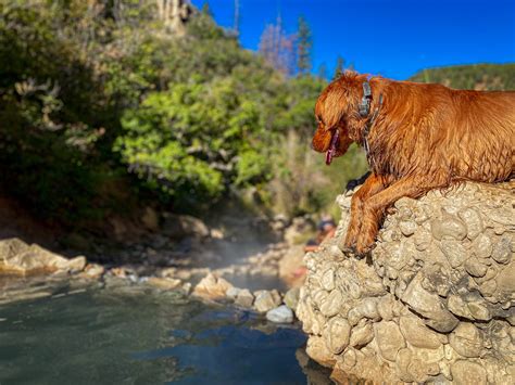 群馬 犬と泊まれる宿 - 犬と一緒に温泉を楽しむ夢の宿